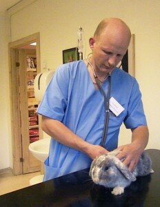 Veterinaras Mindaugas Rimkevičius Žvėryno veterinarijos gydyklos veterinarai